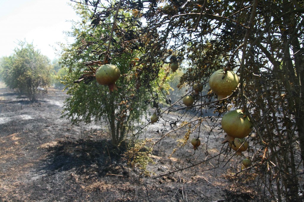 IMG 0062 - Ortaca’da tarım arazisinde yangın